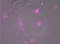 Expression de CCR5 corécepteur cellulaire du VIH sur la surface de macrophages