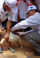 Vaccination d'un chien contre la rage au Cambodge