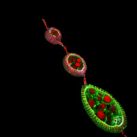 Reconstruction 3D partielle de chambres ovariennes chez la Drosophile