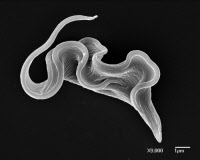 Forme sanguine de Trypanosoma brucei