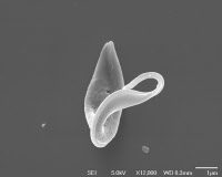 Trypanosoma brucei - "Ballerine"