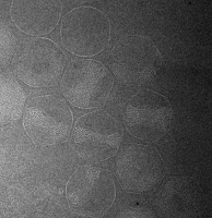 Tores d'ADN piégés dans des capsides de bactériophages
