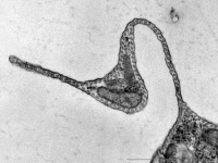 Corset de microtubules de Trypanosoma brucei