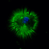 Détection des fibres d'actine dans une cellule THP-1 différenciée en macrophage.