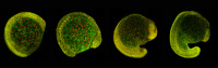 Embryons de zebrafish pendant la somitogénèse.