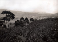 Plateau du Langbeang avec plantations d'arbres à quinquina