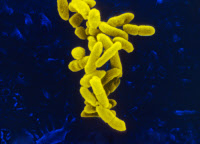 Bacteroides fragilis