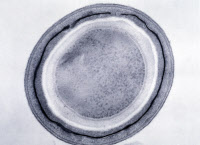 Spore de Clostridium tetani