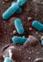 Bactéries Listeria entrant dans une cellule humaine 