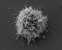 Lymphocyte T CD4 vu en microscopie à balayage.