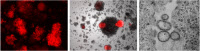 Lymphocytes T CD4 humains infectés par un virus vaccinal chimérique rougeole-SIV