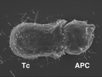 Conjugué cellulaire formé entre un lymphocyte T et une cellule présentatrice d'antigène