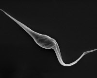 Trypanosoma cruzi - forme épimastigote de l'insecte réduve