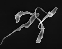 Trypanosoma vivax - forme sanguine