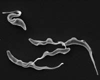 Trypanosoma vivax - forme sanguine