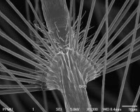 Détail d'une antenne de Culex Pipiens mâle en microscopie électronique à balayage.