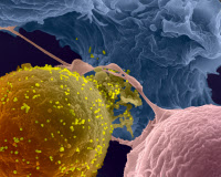 La transmission du VIH-1 de cellule à cellule.
