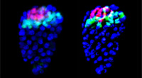 Embryon de souris au stade blastocyste