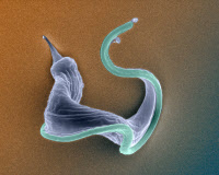 Trypanosoma cruzi - forme trypomastigote