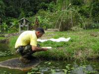 Recherche de larves de moustiques en Guyane