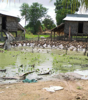 Contamination de l'environnement comme facteur de risque pour une transmission A/H5N1 à l'homme au Cambodge