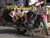 Contamination de l'environnement comme facteur de risque A/H5N1 au Cambodge