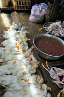 Vente de volailles vivantes au marché d'Orussey à Phnom Penh, Cambodge en 2014.