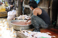 Vente de volailles vivantes au marché d'Orussey à Phnom Penh, Cambodge en 2014.