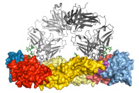 Structure 3D du complexe des anticorps spécifiques aux quatre sérotypes fixés à la protéine de l'enveloppe du virus de la dengue