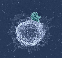 Biofilm viral (en vert) produit par un lymphocyte T de patient infecté par le VIH-1, visualisé  par microscopie électronique à balayage