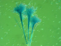 Scedosporium apiospermum