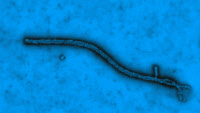 Virus Ebola vu en microscopie électronique à transmission