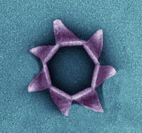 Nanostructure cellulaire de forme pyramidale induite lors de l’infection par le virus SIRV2