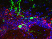 Neurones dopaminergiques et neurones nouveaux-nés dans la zone glomérulaire du bulbe olfactif de souris adulte
