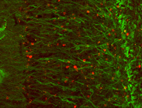 Neurones immatures de différents âges dans le bulbe olfactif de souris adulte