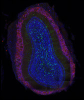 Neurones dopaminergiques et neurones nouveaux-nés dans le bulbe olfactif de souris adulte