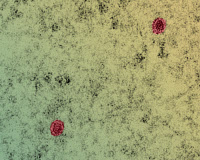 Cellules de singe vert infectées par le virus du Zika en microscopie électronique à transmission. 