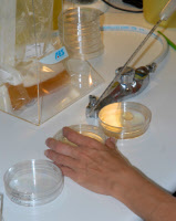 Analyses microbiologiques d'aliments dans le Laboratoire Hygiène et Environnement de l'Institut Pasteur de Nouvelle-Calédonie en 2012.