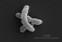Propionibacterium acnes, bactérie de l'acné en microscopie à balayage.