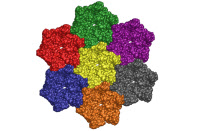 Structure moléculaire de la capside du virus de la leucémie bovine.