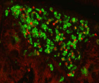 Dans le colon de souris, un amas de cellules de type 3 (en vert). 