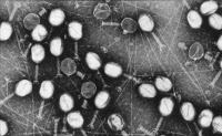 Bactériophages T2 d'Escherichia coli. 