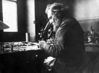 Elie Metchnikoff (1845-1916) au microscope