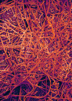 Bactéries filamenteuses segmentées (SFB) en microscopie électronique à balayage.