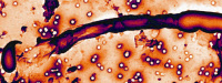 Bactéries filamenteuses segmentées (SFB) ancrées dans les cellules épithéliales de l'intestin.