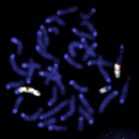 Chromosomes métaphasiques d’une cellule pre-B avec une translocation impliquant le locus Igk.