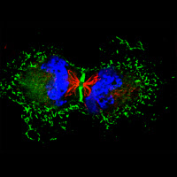 Cellules humaines en cours de division en immunofluorescence