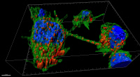 Visualisation 3D de neurones reliés par des nanotubes faisant circuler les fibrilles d’α-synucléine (en rouge).