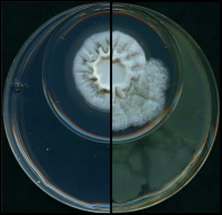 Photomontage montrant la croissance du champignon Aspergillus fumigatus seul (à gauche) et avec la bactérie Pseudomonas aeruginosa (à droite).