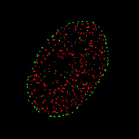 Image super-résolutive de pores nucléaires (vert) et d'une chromatine active (rouge).